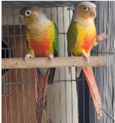 Breeder