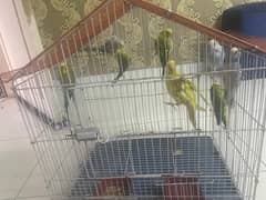 Astalian parrot