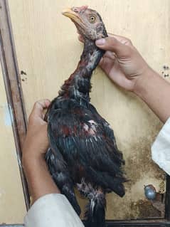 Aseel patha urgent for sale  03036068703