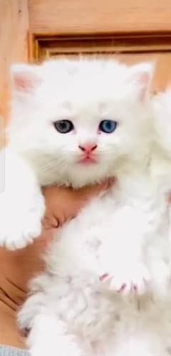 Persian