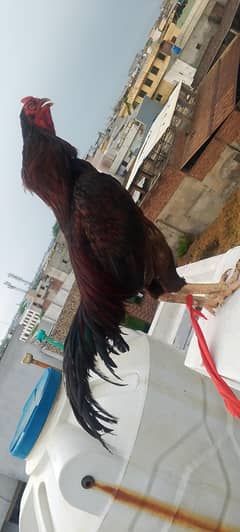 Aseel