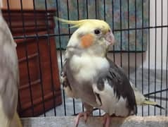 Pied tamed cocktail (female)