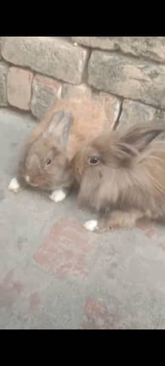 English angora