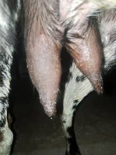 2 dant female
