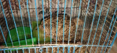 airani teetar for sale