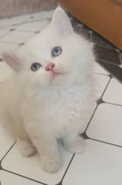 Kittens For Sale