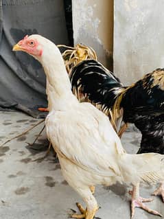 aseel heeri female