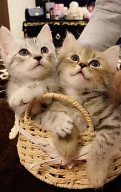 Happy