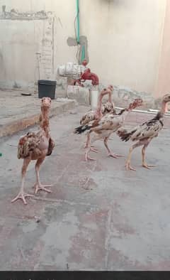 PURE ASEEL PAIRS .