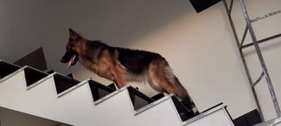 jarman shepherd female log coat for sale non pedigree