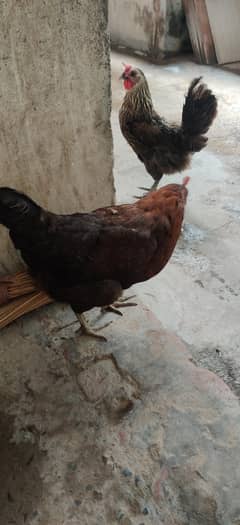 dasi morgy ha gar wali dono egg dayty ha