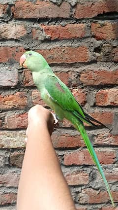 Raw  or Ringneck pair talking pair read Description carefully