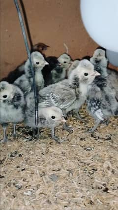silver lace polish 20 days chicks