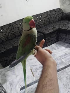 breeder pair guaranteed