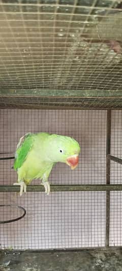 parrot