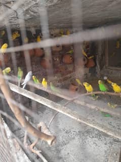 12000 rs main Sara dena hai 60 plus parrots hai