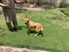 Golden Lab
