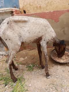 Dumba Khary ka