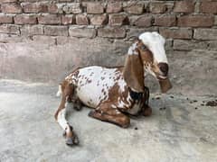 Bakria for sale twins hy