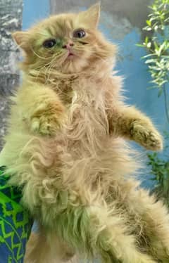 selling Persian cats