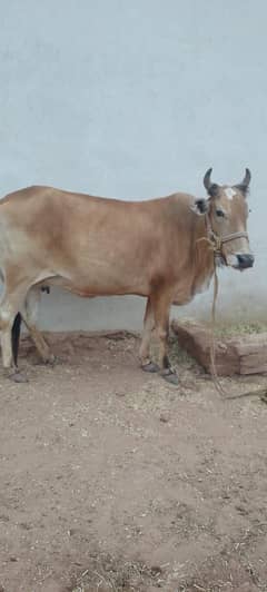 cows 1