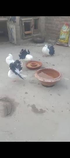 fanci pigeon