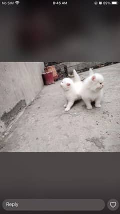 Persian