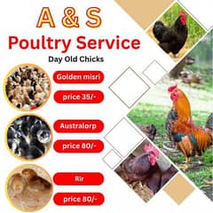 Golden Misri | Rir chicks  | Australorp chick | chicks | chuza
