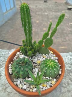 Cactus Arrangement