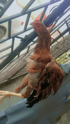 hens sale
