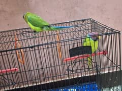 PLUM HEADED PAIR