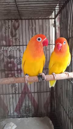 love birds breeder pairs