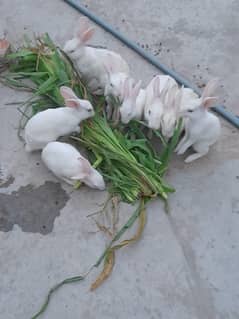 New Zealand White rabbits Red Eyes For Sell