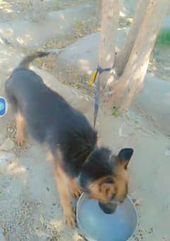 German shepherd Dog for sale / puppy / GSD  Dogs / german sheph