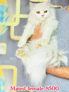 Beautiful cats