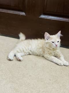 Persian cat