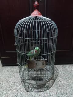 Raw parrot female for sale