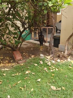 aseel barmi 4 months chicks