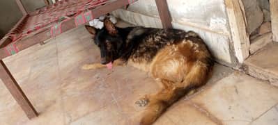 German shepherd