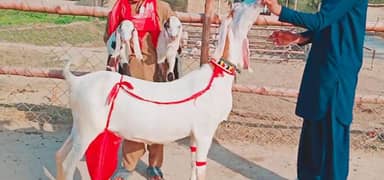 Desi Bakri Our 2 Bacchon Ka Sath Urgent For Sale Call,+03704815729