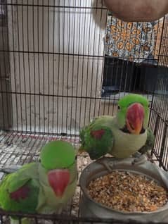 Pair of Raw Parrot for Sale