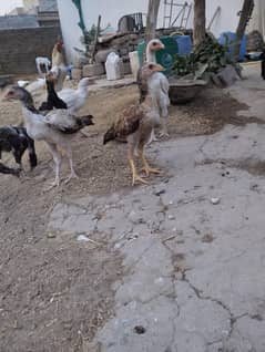 Aseel Chzay