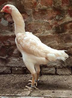 Quality White O Shamo Madi Egg Laying