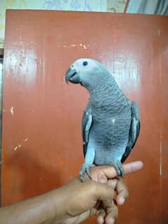 African grey Parrot self baby