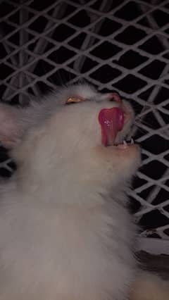 Persian White Cat