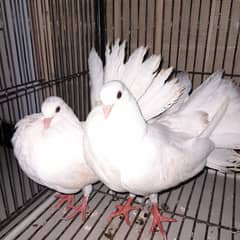White Pigeon Pair | 3 Months Old | Contact: 0305 4300002