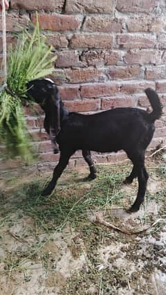 rabta number 03016080281 whatsap be ha is number py