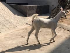 supreme exhibition quality pure barbari breed exhibition quality