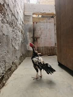 as well murga