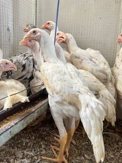 White shamoo | Aseel heera |  shamo chicks  | Pure White Shamo